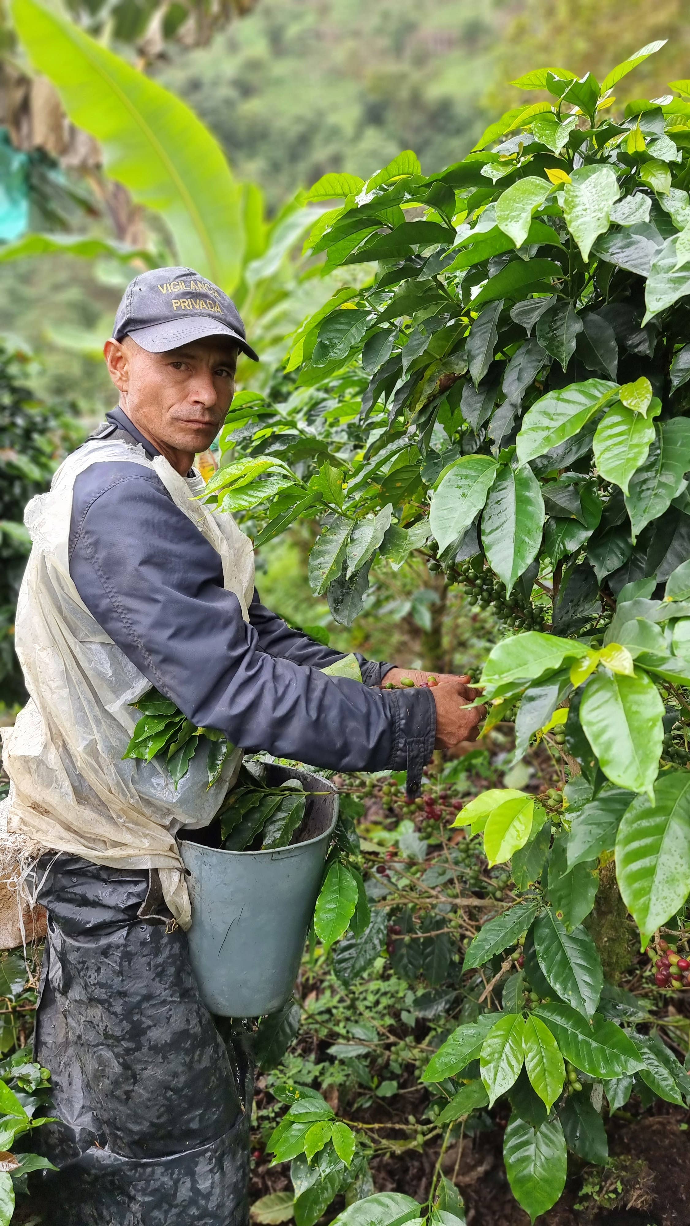 Café Las Margaritas - Wholesale Coffee Beans - Coffee Colombia origin Finca Arabico roast natur ground x250gr10