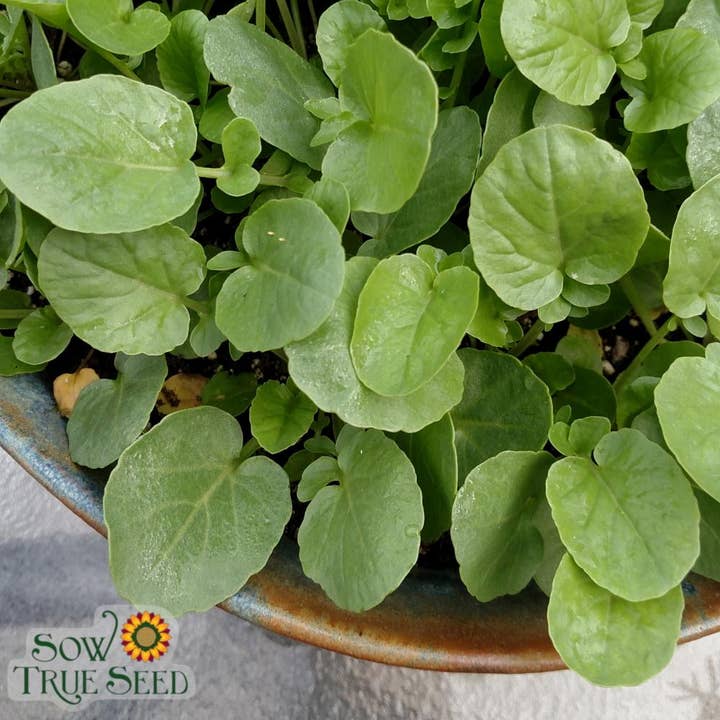 Sow True Seed - Wholesale Plant Seeds - Cress Seeds - Creasy Greens