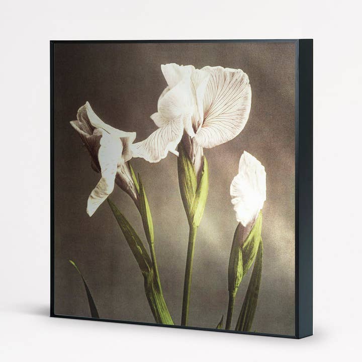 Iris for engroshandel hos NC Design group