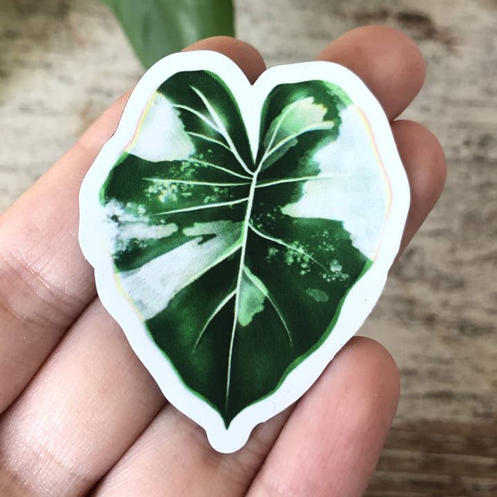 Magnet - Alocasia variegata - 1 leaf, botanical leaf, plant for wholesale by plantyintroverts