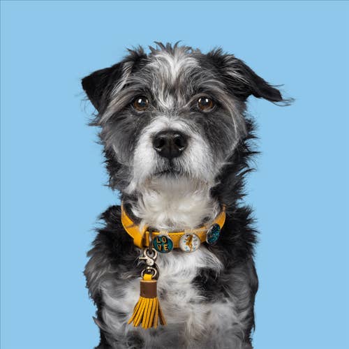 Dog with a Mission - Wholesale Pet Collar - Dog - Dog Collar NEW YORK | Handmade