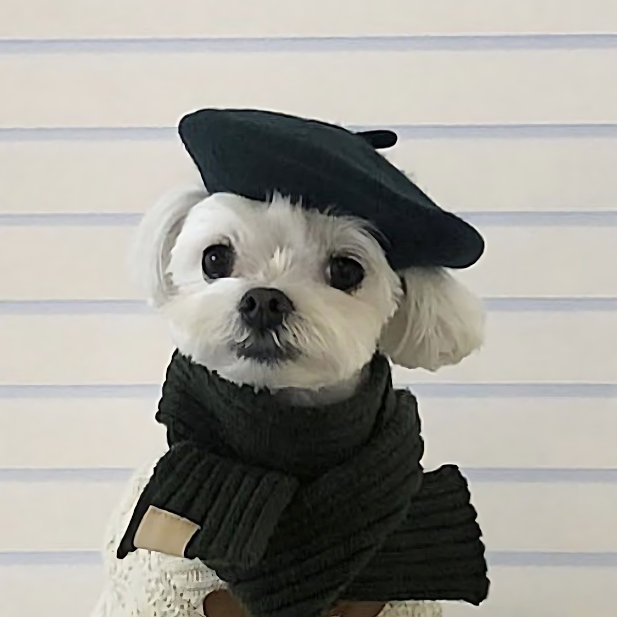 PAWPAWwholesale - Wholesale Pet Hat - Dog - Wool Beret Hat for Pets – Cute Photo Prop_CWAH37110