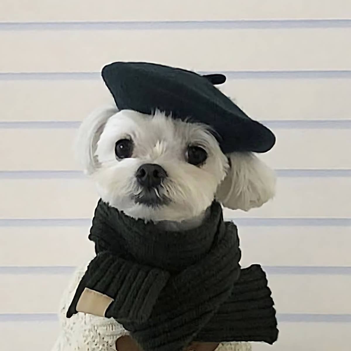 PAWPAWwholesale - Wholesale Pet Hat - Dog - Wool Beret Hat for Pets – Cute Photo Prop_CWAH3711