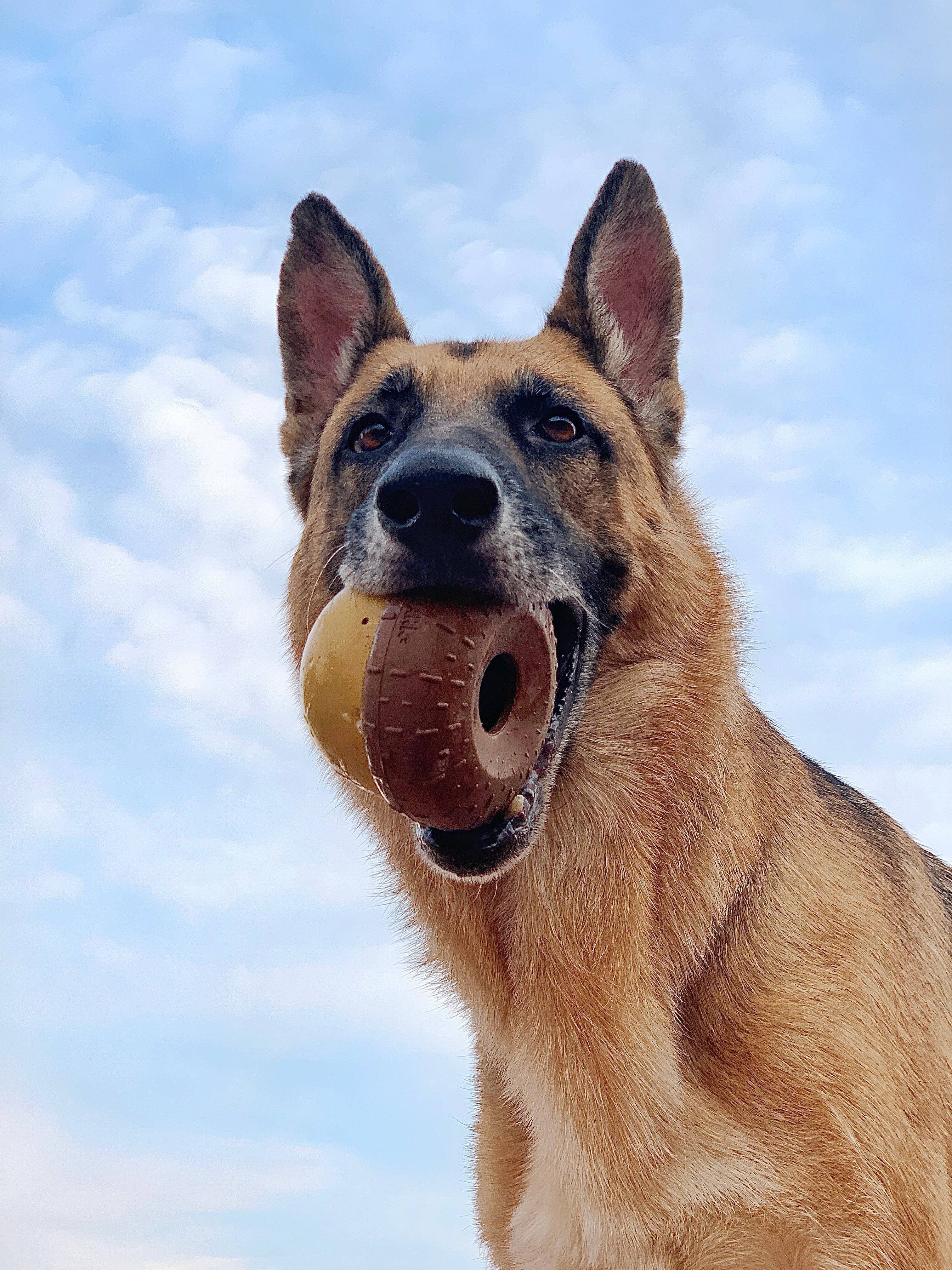 Pet Palette Distribution - Wholesale Pet Chew Toy - Dog - BARK Super Chewer Acornucopia Dog Toy Large4