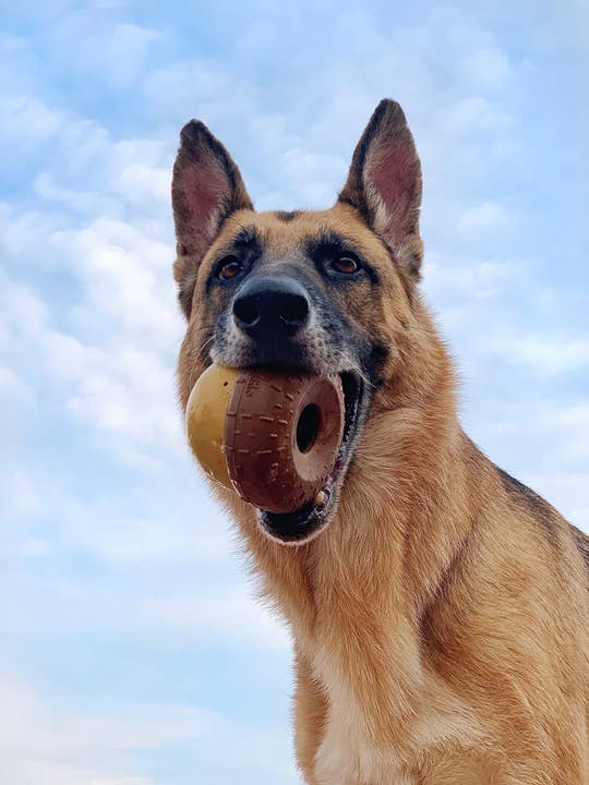 Pet Palette Distribution - Wholesale Pet Chew Toy - Dog - BARK Super Chewer Acornucopia Dog Toy Large4