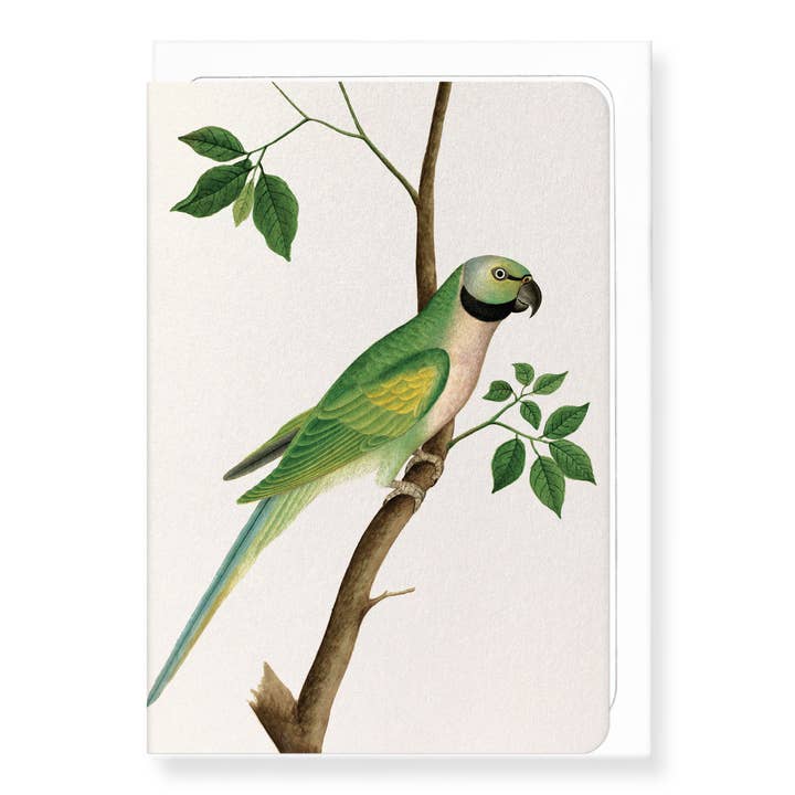 GREEN PARROT (C.1820): Painting Greeting Card for wholesale by Ezen Trade