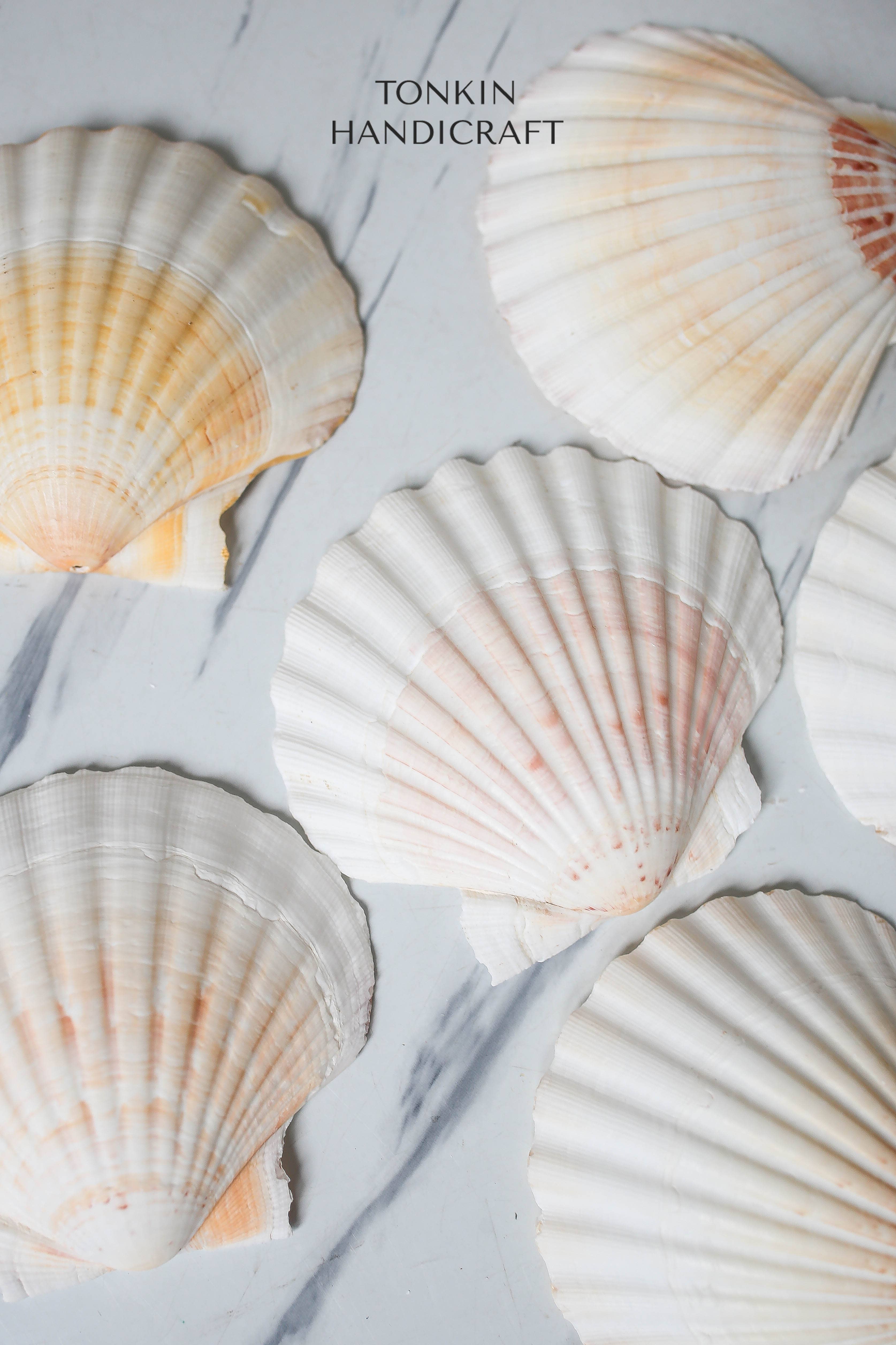 Tonkin Handicraft - Wholesale Decorative Tabletop Object - Bulk Large Reel Scallop Shells0