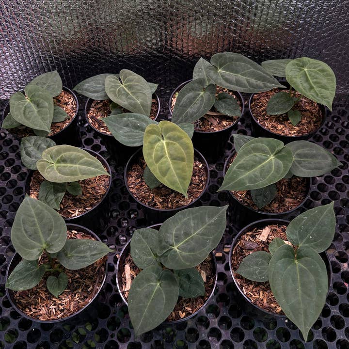 Anthurium "Dark Phoenix" seed grown | Rare Houseplant for wholesale by OrchidBox