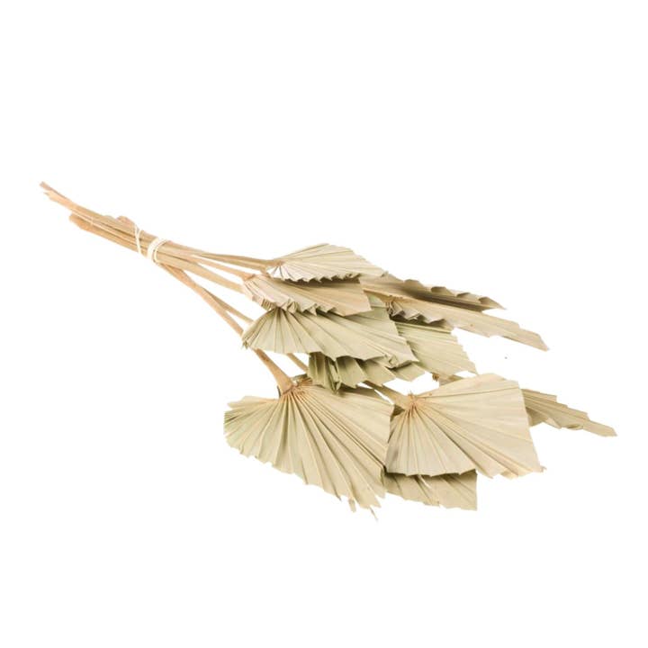 Dried Flowers - Palmspear Natural for wholesale by Wildflowers by Floriette