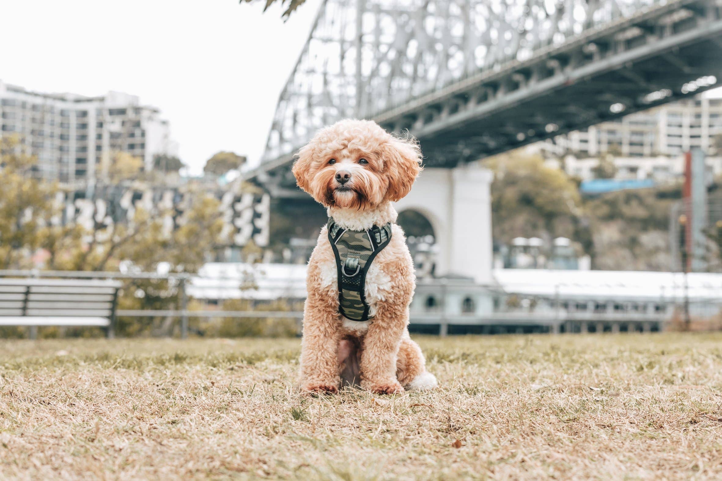 Big and Little Dogs – Engroshandel Kæledyrssele – Hund – Big and Little Dogs camoufleret allround sele til hunde6