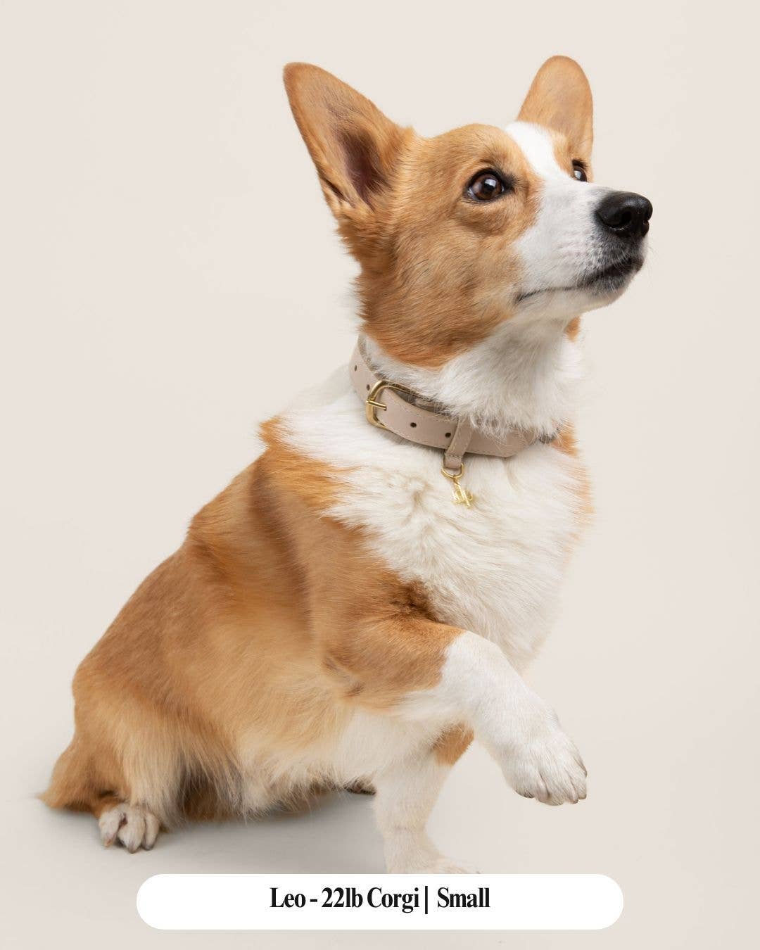 The Deluxe Pup - Vendita all'ingrosso Collare - Cani - Collare premium per cani Biscoff Beverly1