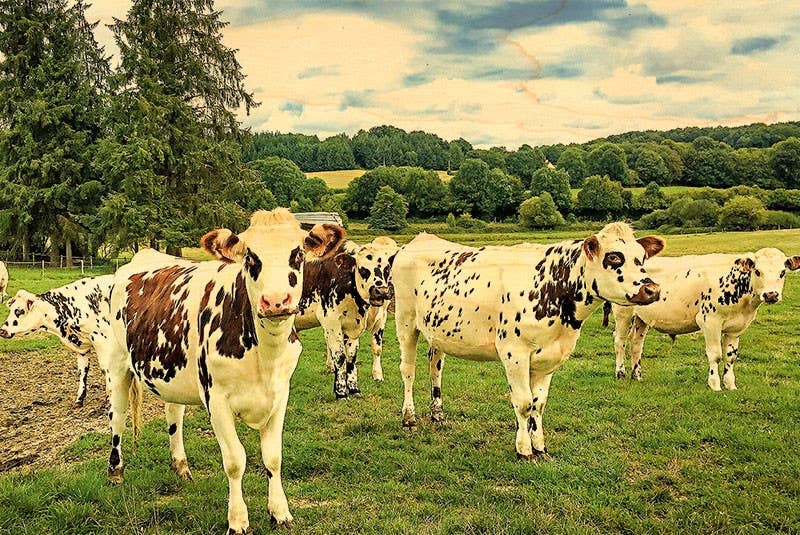 Hironwoods – wholesale Vykort – Bois Normandes Troupeau Vykort0