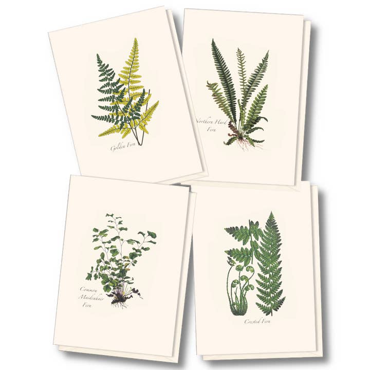 Fern Assortment II Boxed Notecard Set for wholesale by Earth Sky + Water