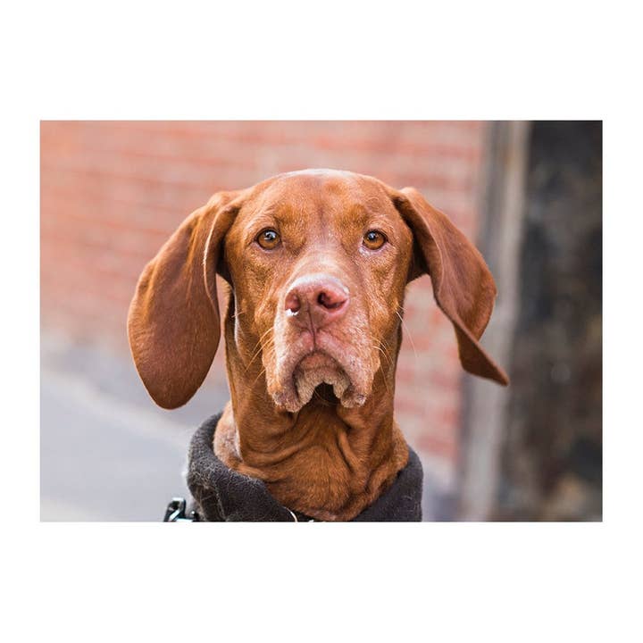 Carte de voeux Maple The Vizsla pour la vente par The Dogist