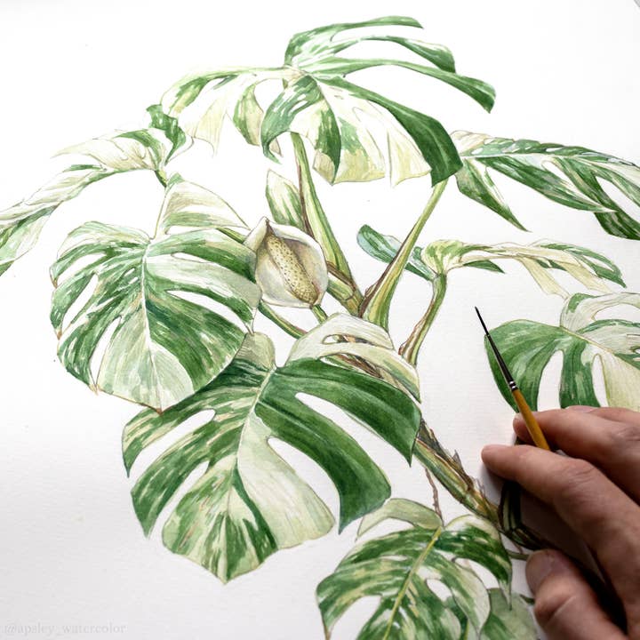 Aaron Apsley Artwork - Wholesale Art Print - Monstera deliciosa 'Albo Borsigiana' Print1