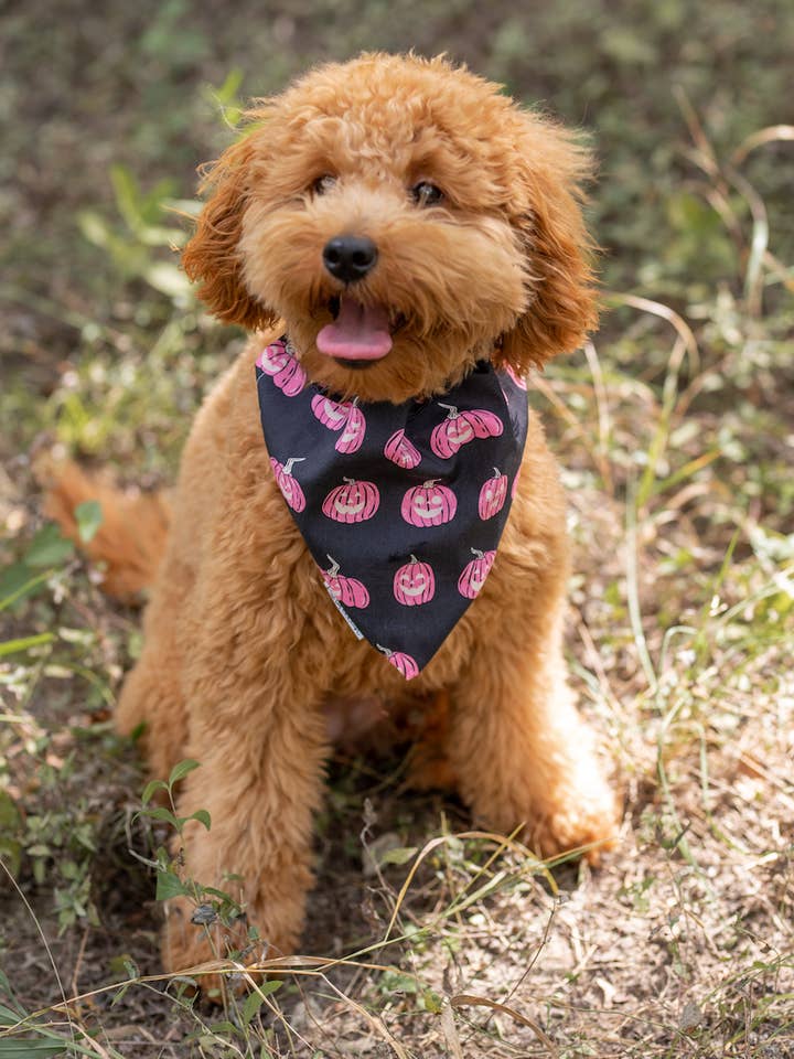 Pink Pumpkin Bandana for wholesale by Pawfection
