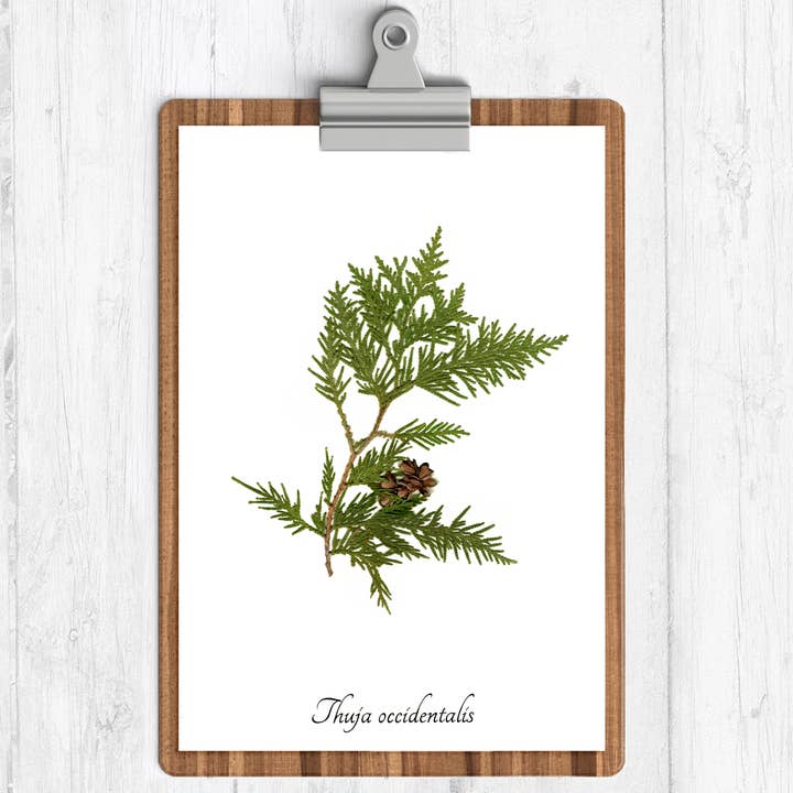 Christmas Collection - Eastern Arborvitae Botanical Print for wholesale by Ecobota