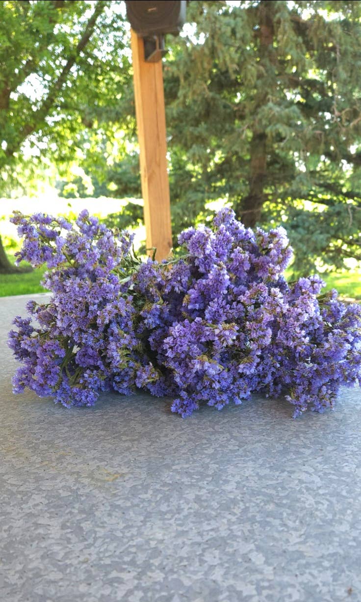 Alissas Flower Farm - Wholesale Dried/Pressed Flowers - Dried Statice0