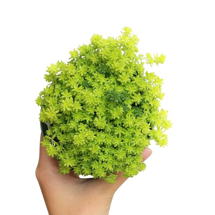 Best Plant Friend - Wholesale Succulent - Sedum Golden Moss - Tokyo Sun Succulents Plant 2/4 inch Pot