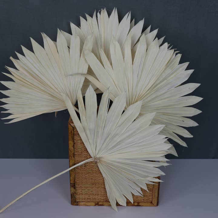 FlowerFantaSee - Wholesale Dried/Pressed Flowers - Palm Leaves 4