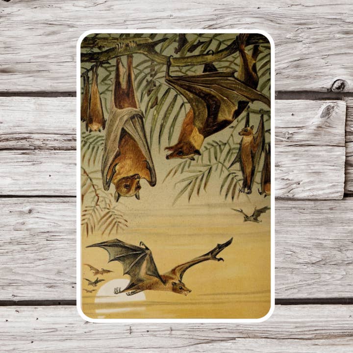 Adesivo de Morcego, Adesivo Animal, Adesivo de História Natural por atacado de NatureCuts