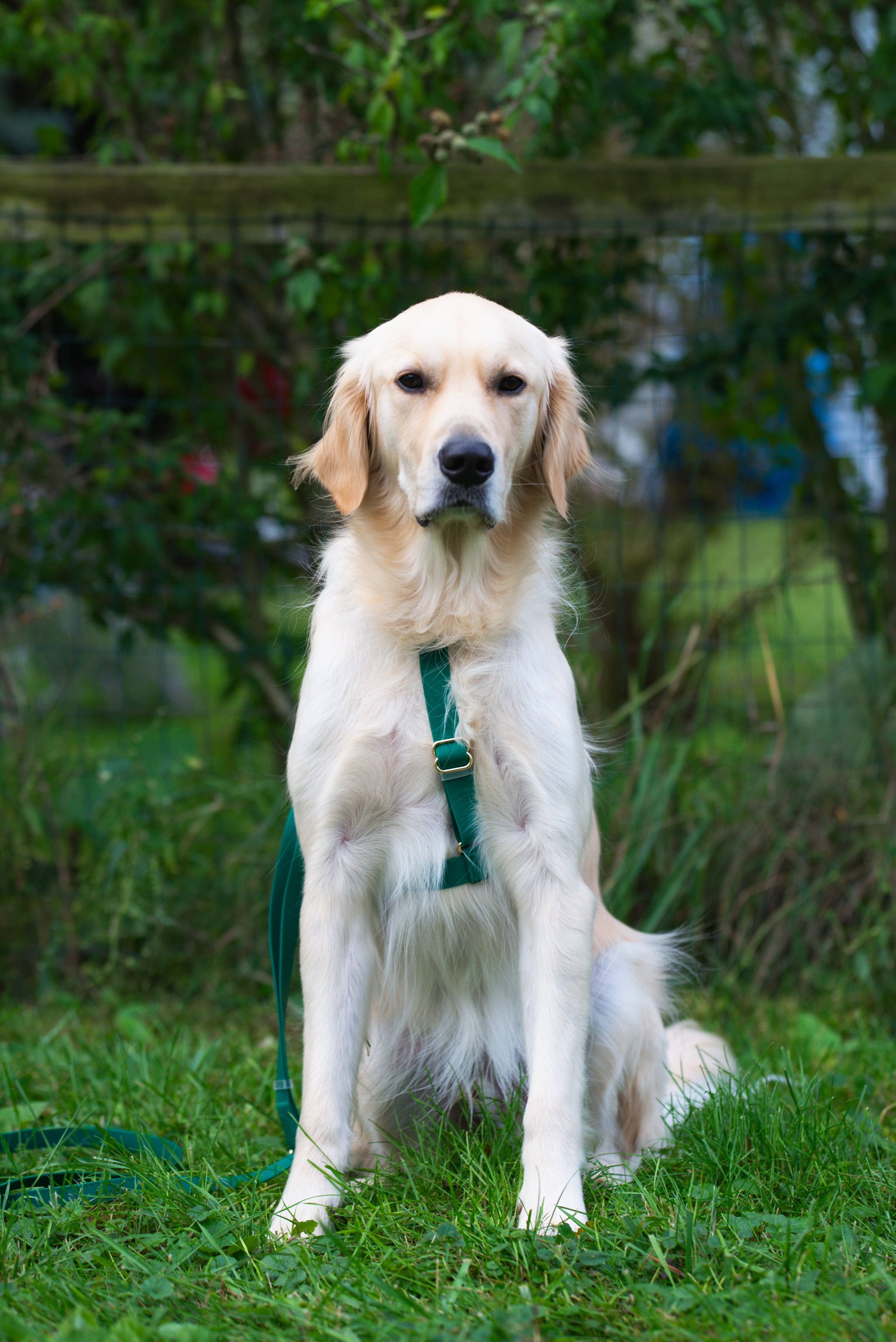 SUNNY TAILS - Wholesale Pet Harness - Dog - Meadow Green Cloud Lite Dog Harness13