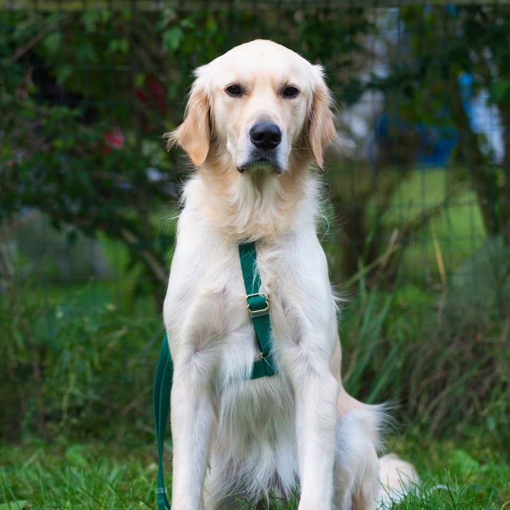 SUNNY TAILS - Wholesale Pet Harness - Dog - Meadow Green Cloud Lite Dog Harness13