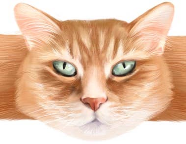 Hug-a-BooBoo - Wholesale Bandaids/Bandages - Hug-a-BooBoo "Hugging Paws" Premium CAT Bandages 24ct Box6