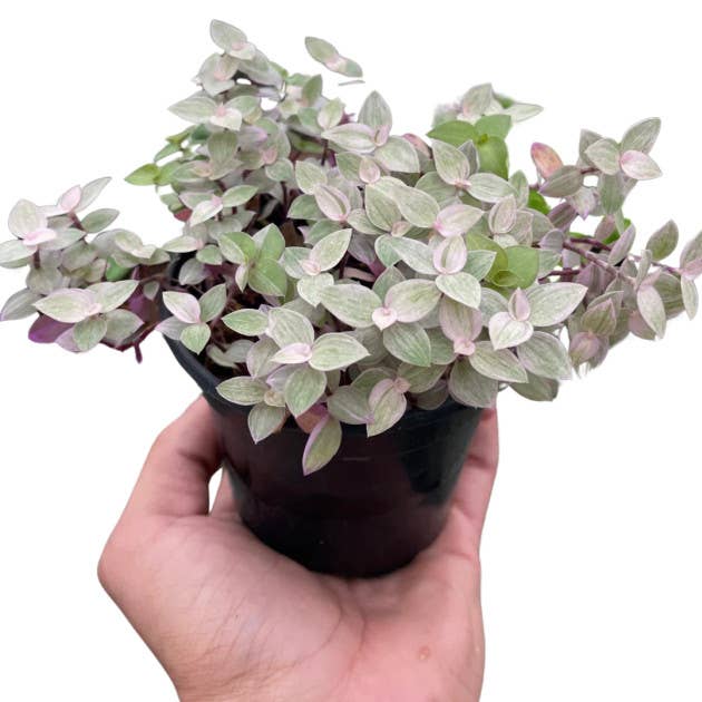 Succulents & Such, Inc. - Wholesale Live Plant - 2" Pink Panther Mini Tradescantia0