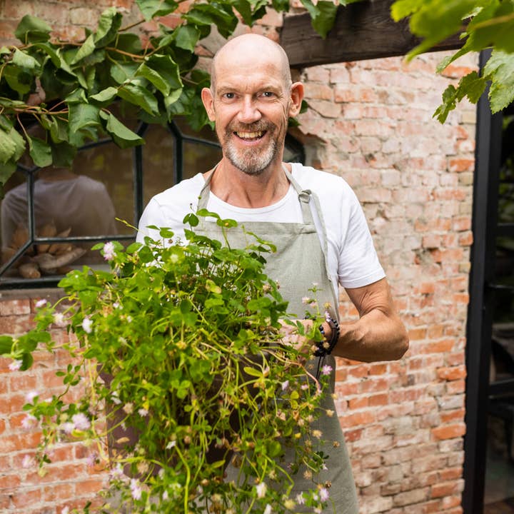 Blossombs - Wholesale Plant Seeds - Gift Box “Hooray” – Sunflower Mix (7 Sunflower Seed Bombs)3