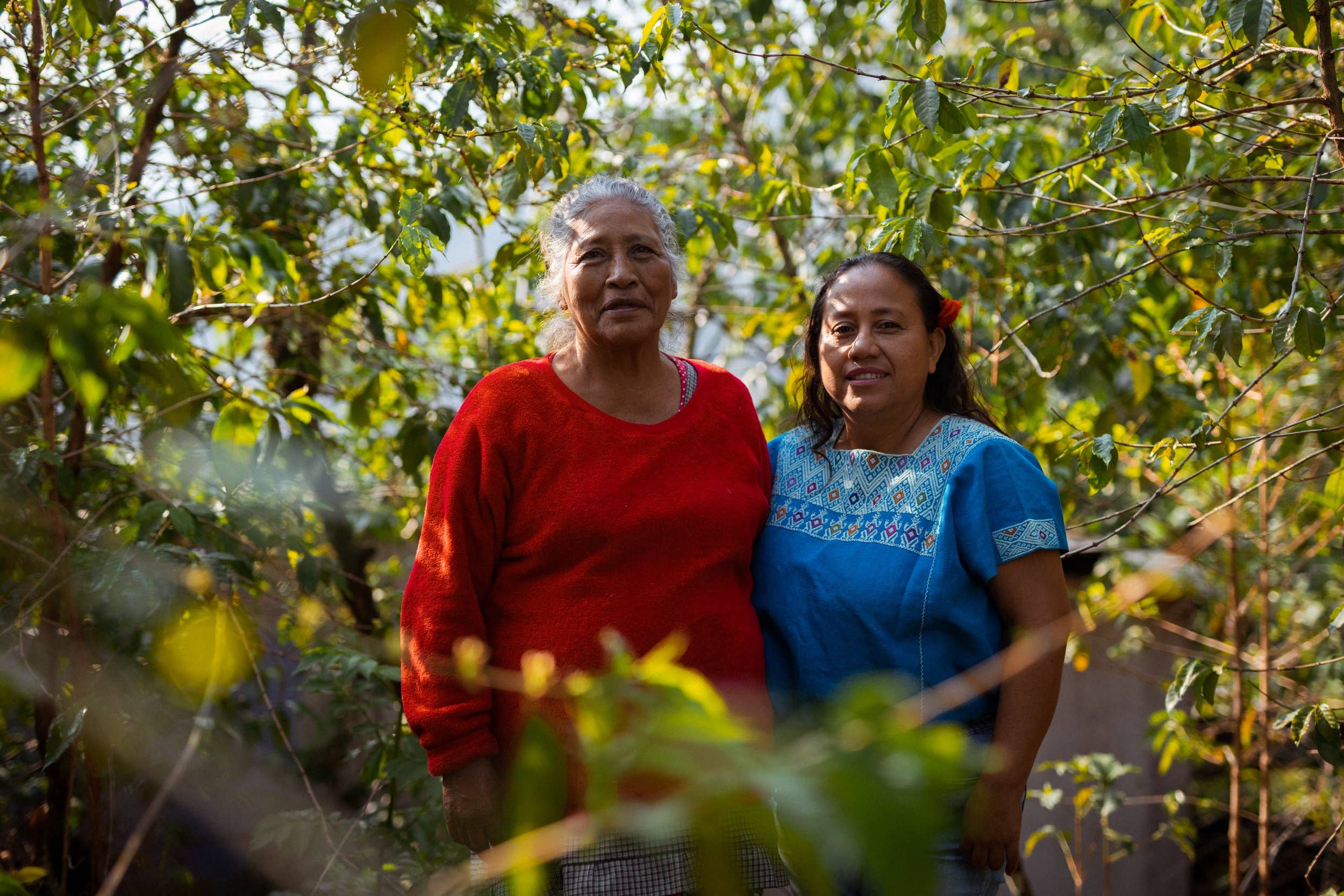 Swelter Coffee - Vendita all'ingrosso Caffè in grani - Miscela di Frida - 5 libbre3