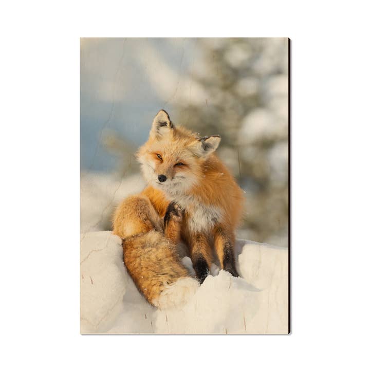Snow Fox Magnets for wholesale by DaydreamHQ