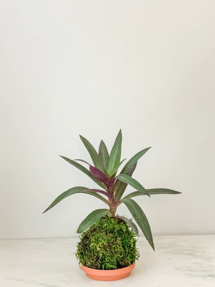 Moses in the Cradle Kokedama (House Plant Wrapped in Moss) for wholesale by White Stable Farms