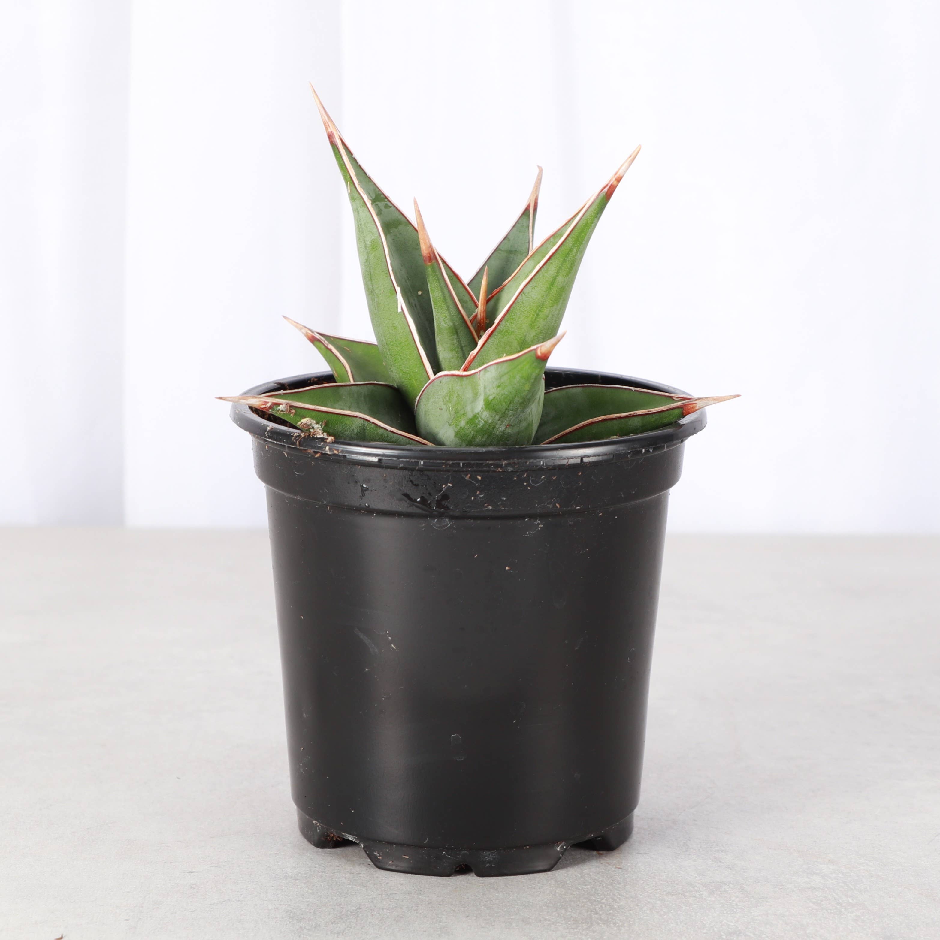 Thorsen's Greenhouse - Wholesale Live Plant - Sansevieria Pinguicula - Walking Snake Plant - 4" Live Plant5