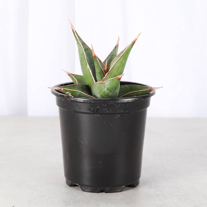 Thorsen's Greenhouse - Wholesale Live Plant - Sansevieria Pinguicula - Walking Snake Plant - 4" Live Plant5