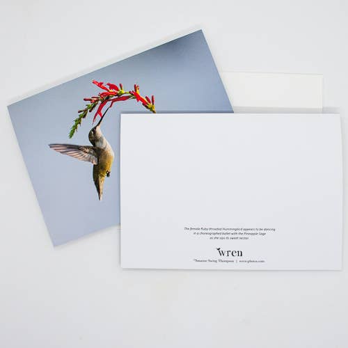 Wren - Wholesale Everyday Greeting Card - Hummingbird (Blank) with Pineapple Sage Greeting Card1