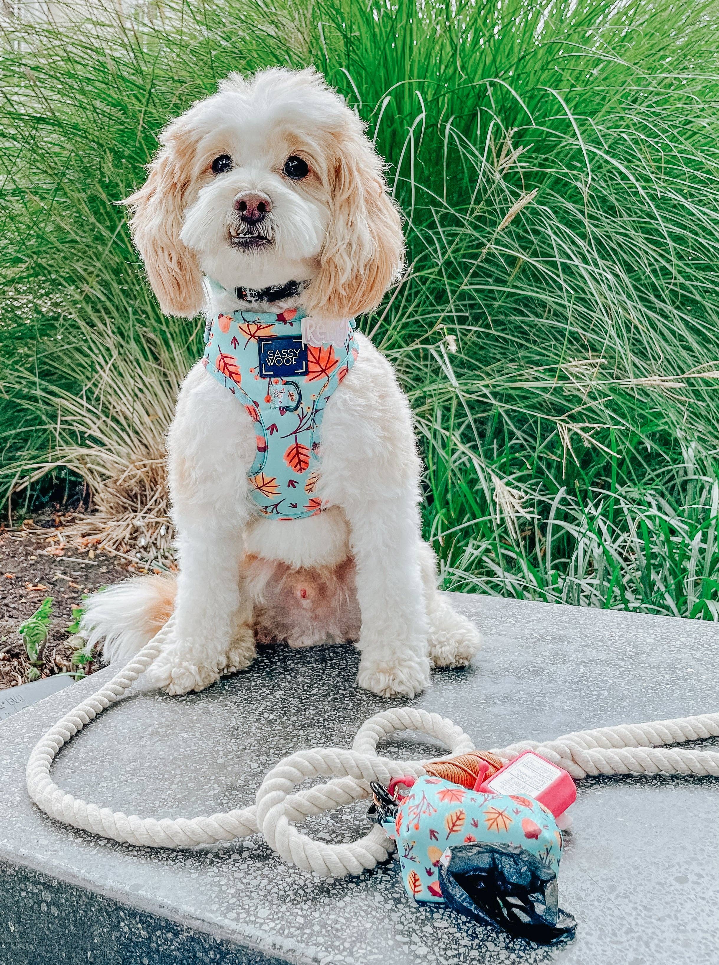 SASSY WOOF - Wholesale Pet Leash - Dog - Dog Rope Leash - Natural3