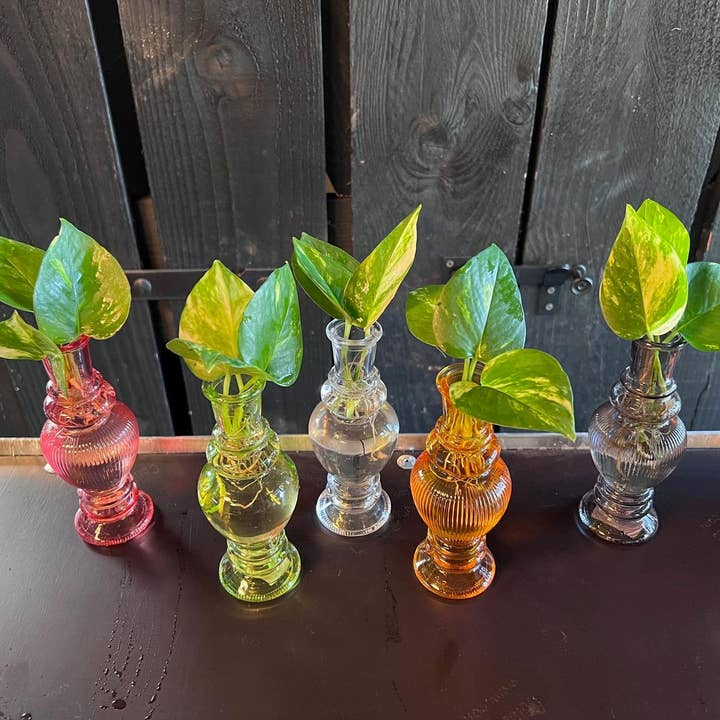 Oasis of Life - Wholesale Live plant - Hydroponic Plant Mix in Venice Glass – Ø7cm ↕20cm – Decorative Green Plants in Glass Container – Easy Care & Modern – For Living Room, Office & Table Decoration – Gift Idea & Houseplant1