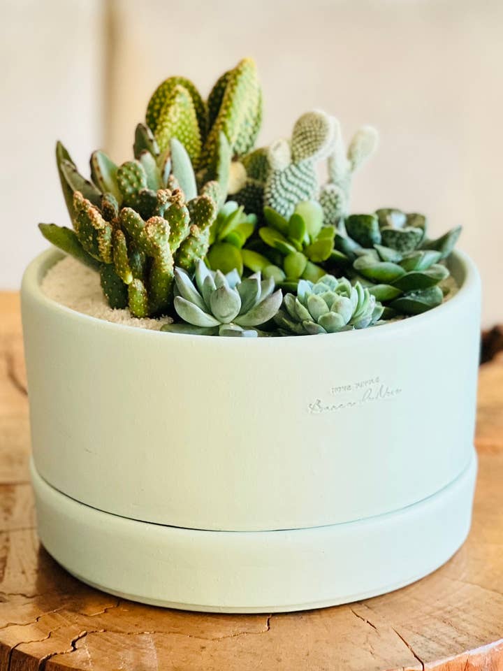 Coupe Savannah pour la vente par Branca de Neve Home Jungle