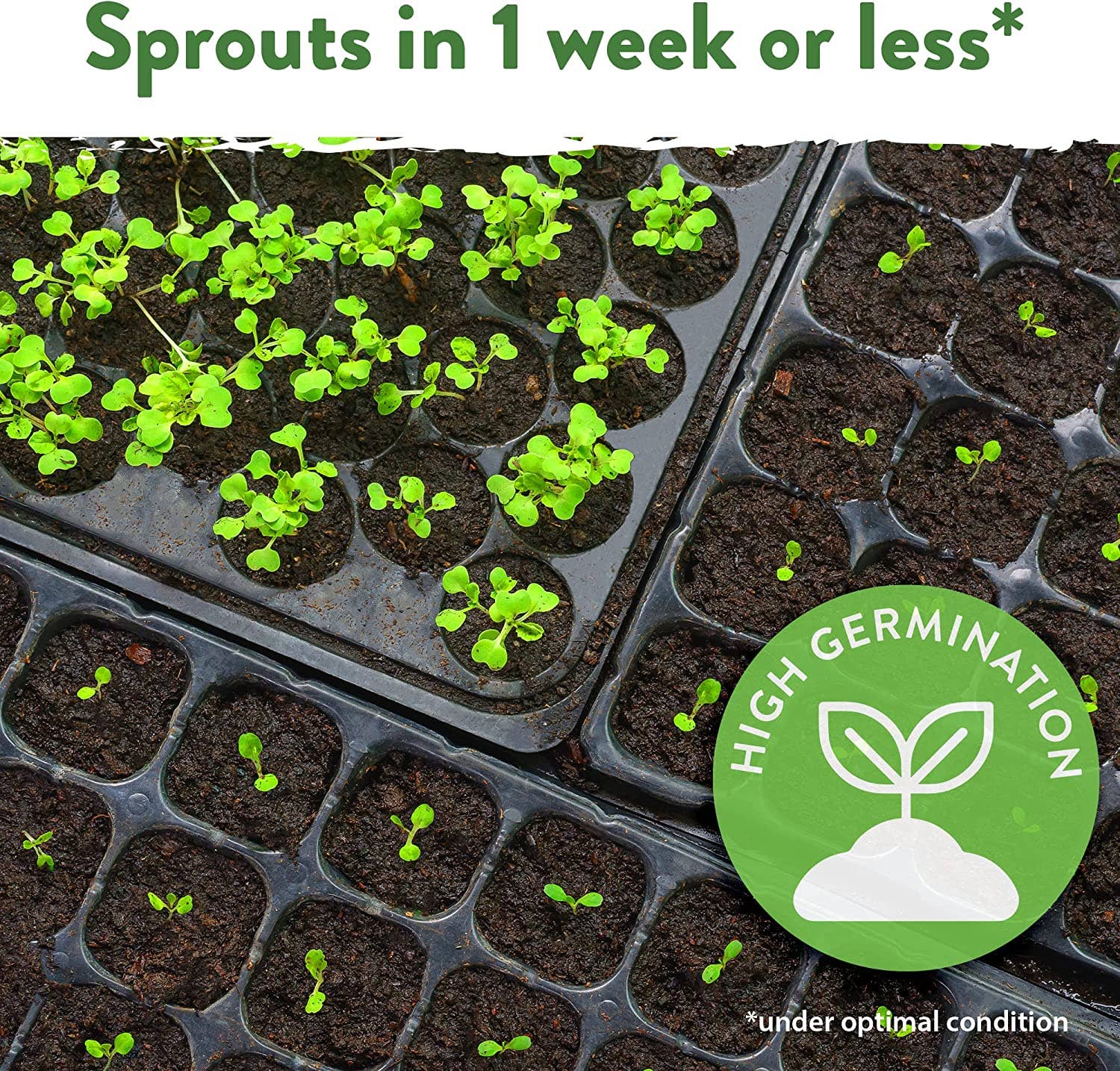 Homegrown Garden - Wholesale Plant Seeds - Non-GMO Vegetable Seeds - 7 Varieties Cabbage Seeds2