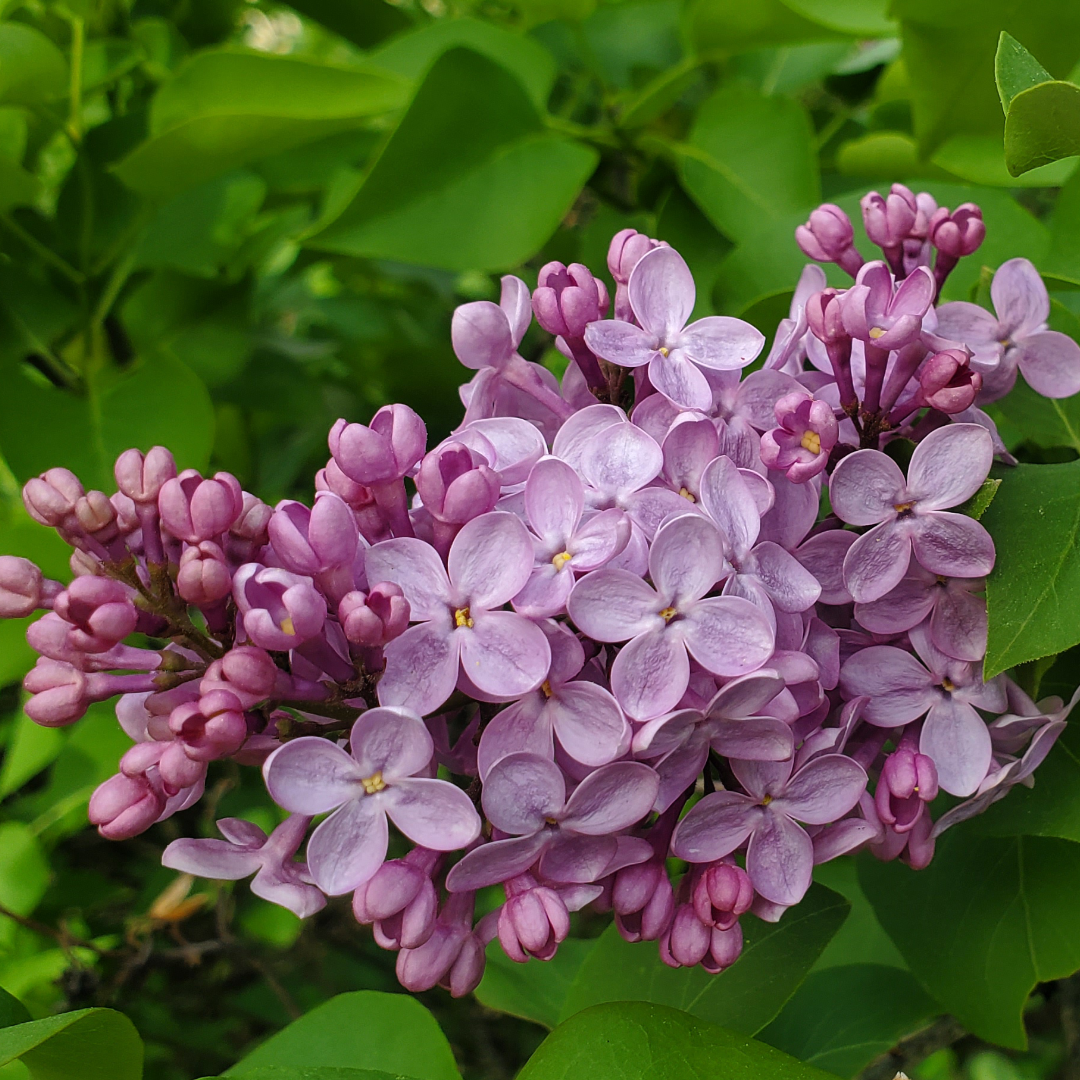 Peachyfrog - Wholesale Jar/Filled Candle - Lilacs In Bloom | 6 oz Spring Candle | Cotton Wick1