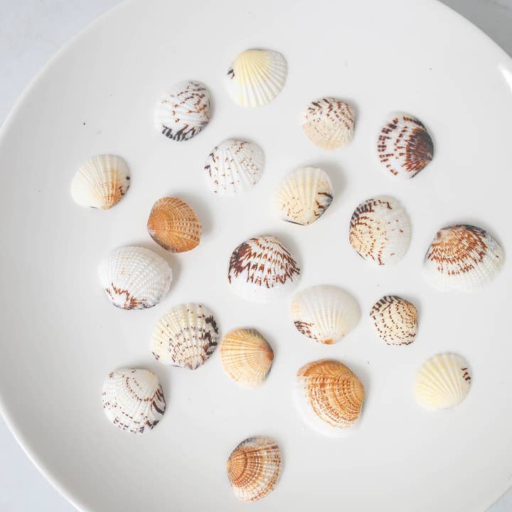 Tonkin Handicraft - Wholesale Decorative tabletop object - Natural Cockle Shell2