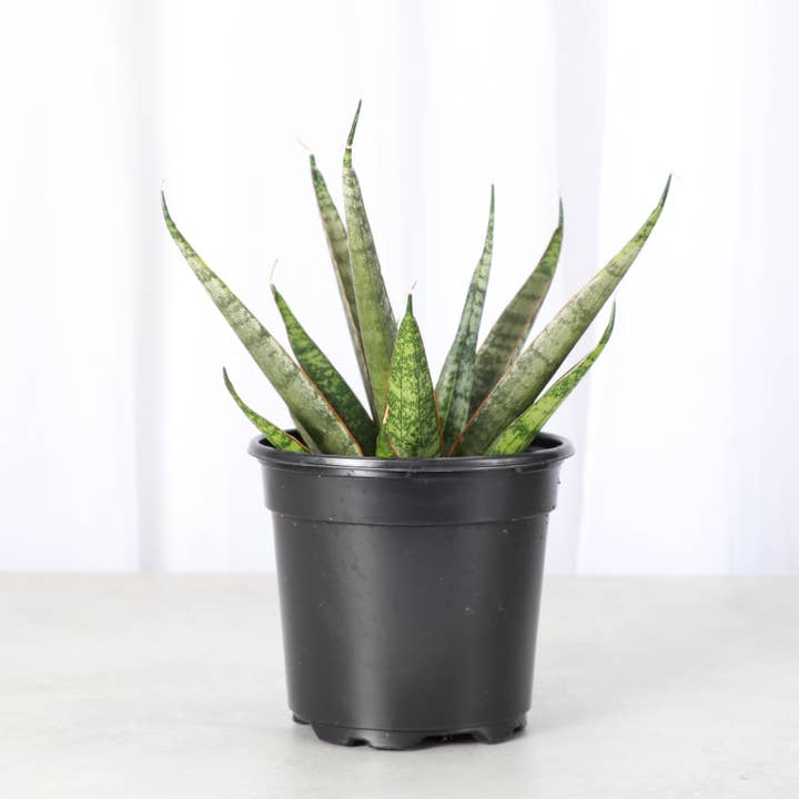 Silverwave Snake Plant - 4" Live Plant for wholesale by Thorsen's Greenhouse