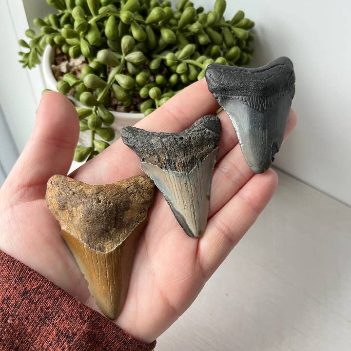 Sunburst Trading - Wholesale Decorative Tabletop Object - Fossilized Megalodon Tooth 2