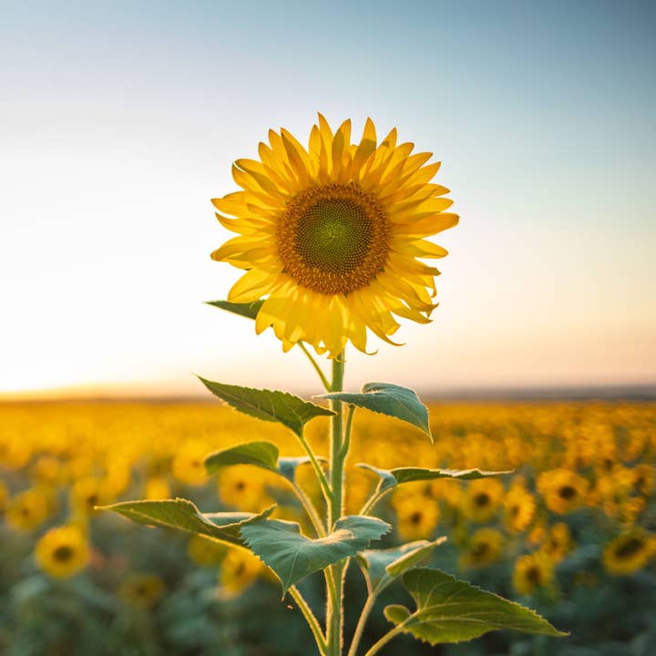 Natural Wholesale - Wholesale Bath/Body Oil - Organic Sunflower Oil - 100% Pure Oil