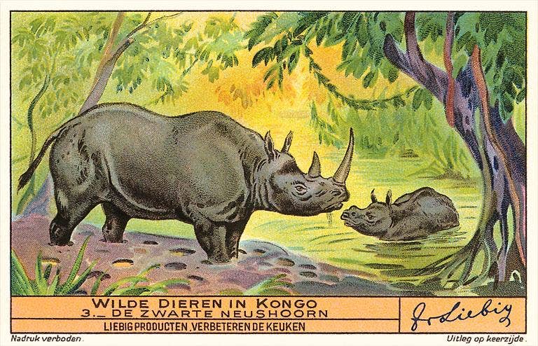 Found Image Press - Wholesale Stationery/Notecard Set - Greeting Card AN-232 Rhinos in the Congo0