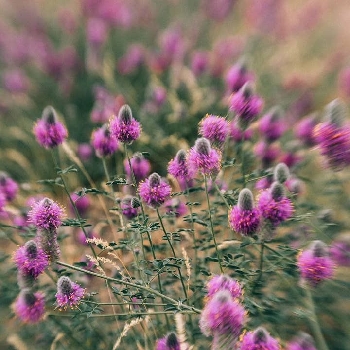 Äta svamp i blommorna - Naturfotografier för wholesale av lostkatphoto