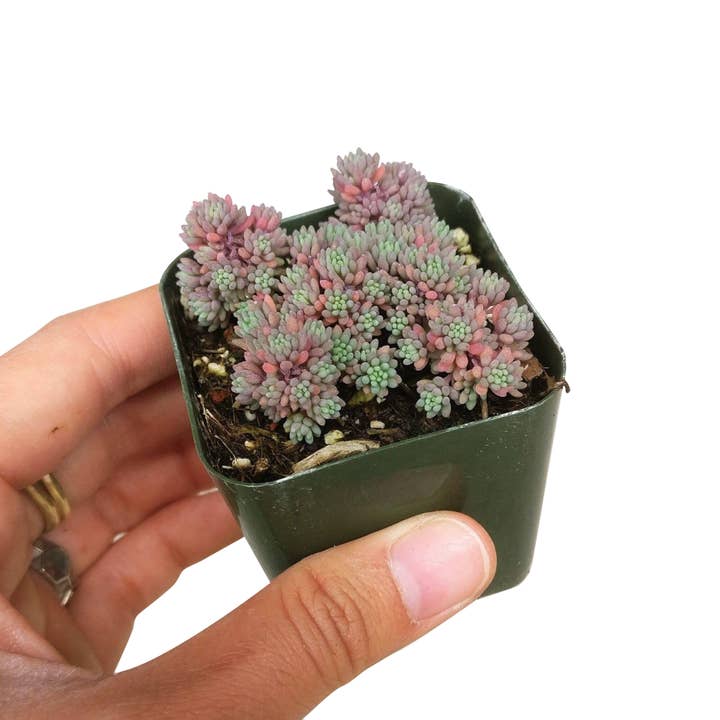 Best Plant Friend - Wholesale Live Plant - Sedum Hispanicum Succulent - Colorful Live Plant - 2/4in2