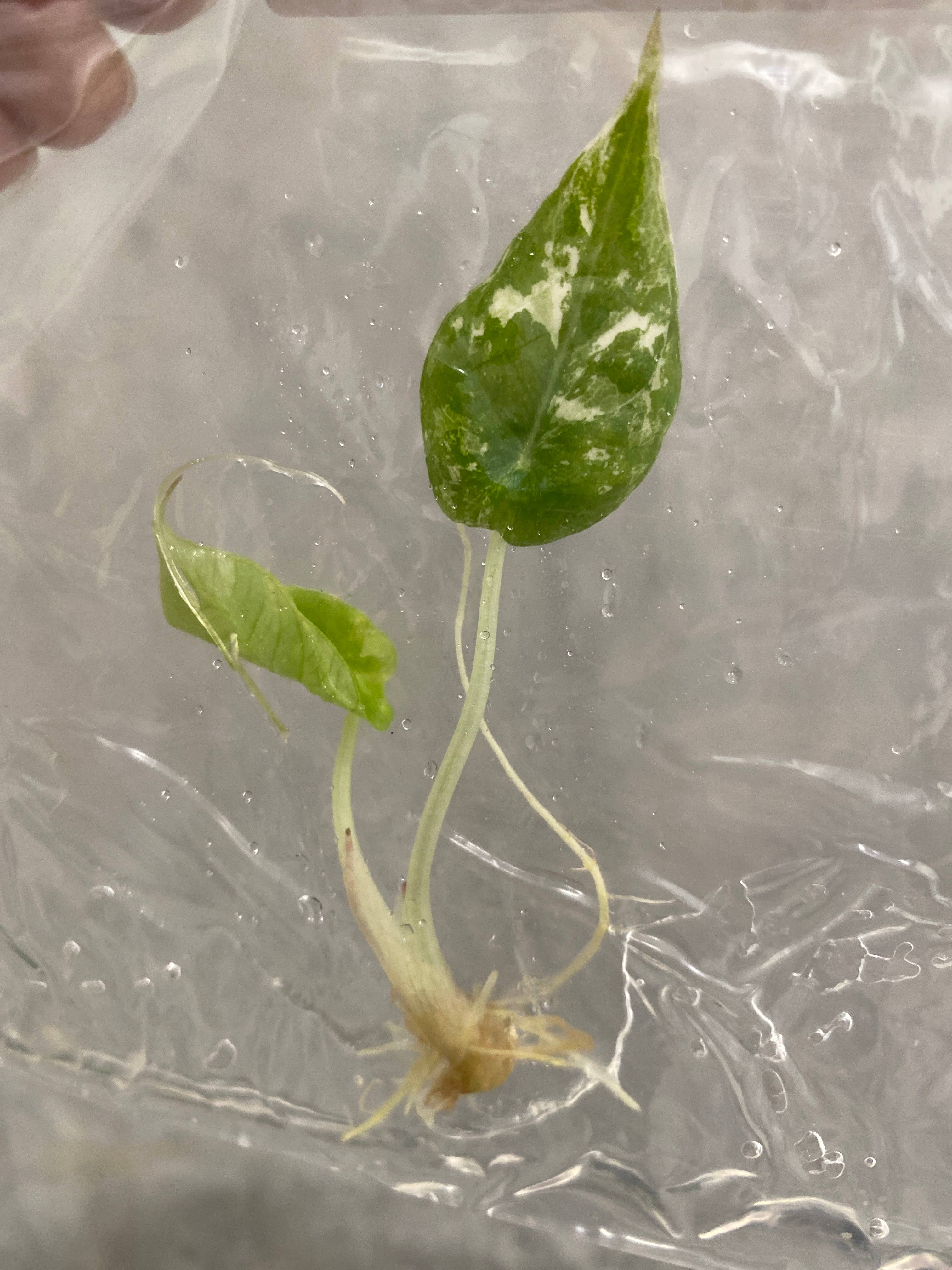 OrchidBox - Wholesale Live Plant - Alocasia reginula "Black Velvet Pink" variegated TC Plantlet | Rare Houseplant4