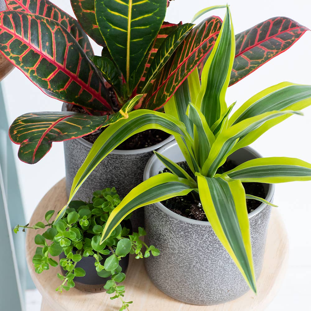 The Little Botanical – wholesale Live plant – Dracaena Deremensis (Lemon Lime)12